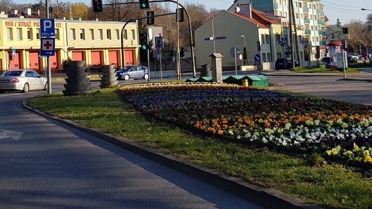 Kazali im sadzić bratki. A koronawirus tuż tuż