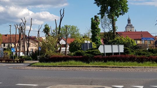 Kikuty drzew umierają powoli...