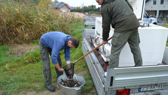 Kilkadziesiąt kilogramów lina przeznaczyli na zarybienie