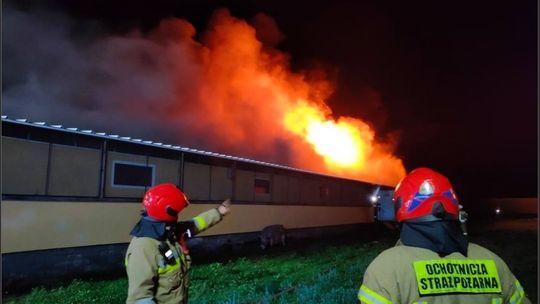 Kilkaset świń zginęło w pożarze chlewni