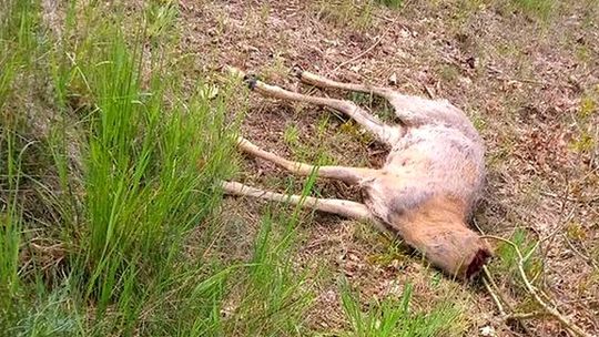 Kłusownik odciął głowę jeleniowi. Uwaga, drastyczne zdjęcie!