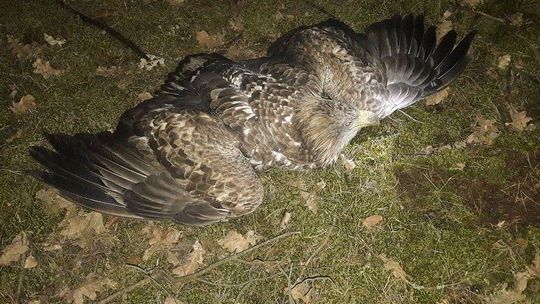 Kłusownik zastawiał pułapki na ptaki drapieżne. Za przynętę służyły białe gołębie