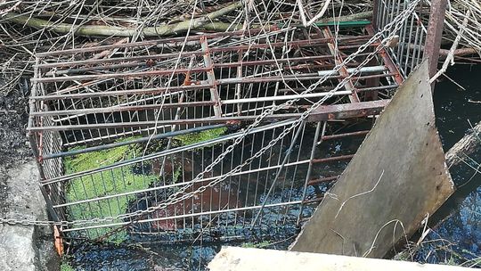 Kłusownik zastawił wnyki na bobry. Grozi mu 5 lat więzienia