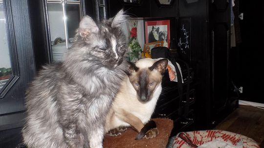 Koci świat: Od papieskiej klątwy do gryfińskich championów – historia mruczków bez cenzury Koci świat: Od papieskiej klątwy do gryfińskich championów – historia mruczków bez cenzury