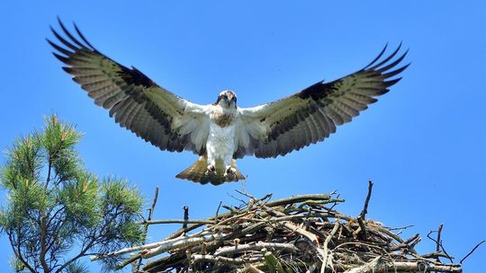 Kolejne platformy dla rybołowów na terenie Nadleśnictwa Gryfino