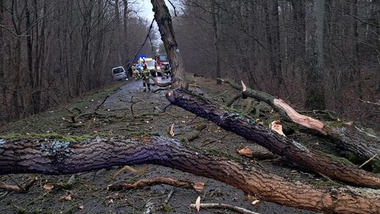 Kolizja na wylocie z miasta. Auto zderzyło się z drzewem, które spadło na drogę