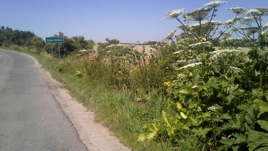 Komu wychłostać plecy okazałym bukietem tego świństwa