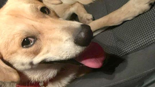 Komu zaginął ten sympatyczny piesek?