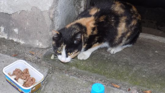 Komu zaginęła kotka?