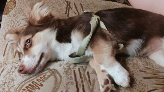 Komu zginął piesek? Czeka do odbioru