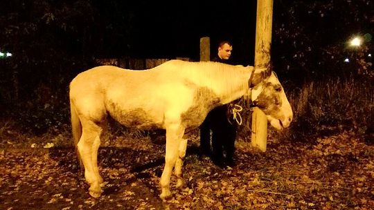 Koń, który spacerował w nocy po mieście