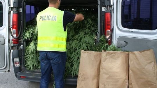 Konopie hodowali w lesie, a wodę dowozili w butelkach