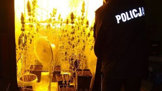 Konopie uprawiał w… mieszkaniu. Co go zdradziło?