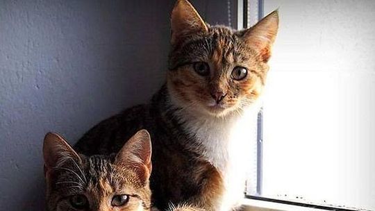 Kopnął czy wepchnął kota do wody?