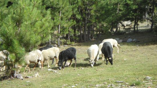 Korsykańskie opowieści Krasickiego. Uczucie 3 D