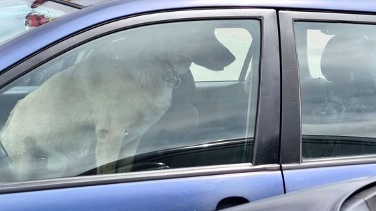 Koszmar na parkingu w Gryfinie. Zamknął psa w aucie, po czym zwymyślał ciężarną kobietę