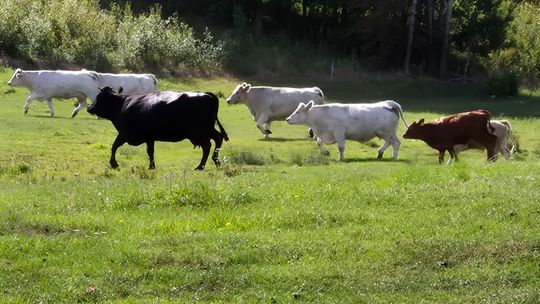 Koszmarna strzelnica w Mielenku Gryfińskim. Dlaczego burmistrz ignoruje dramat mieszkańców - pyta mieszkaniec