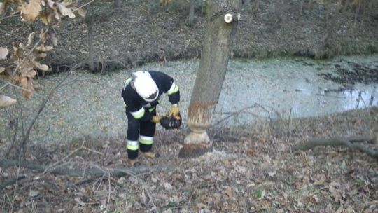 Kot w studni i bobry na drodze. Zabiją 800 bobrów