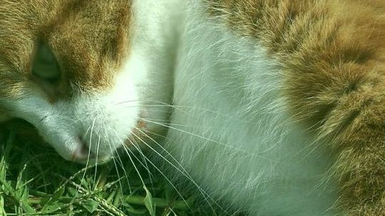 Kot z prawie odciętą głową