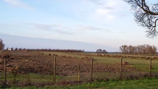 Krajobraz po wycince drzew w sadzie