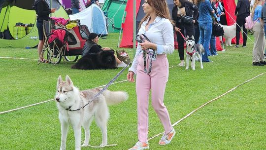 Krajowa Wystawa Psów Rasowych w jednym z grodów Gryfa - okazja do podziwiania psich piękności