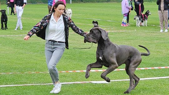 Krajowa Wystawa Psów Rasowych w Gryfinie - wyjątkowy weekend dla miłośników czworonogów [FOTO]