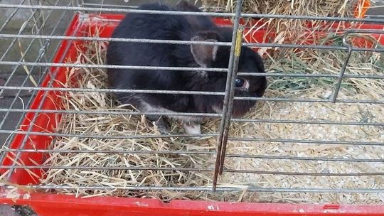 Królika wyrzucił na śmietnik. Odpowie za znęcanie się