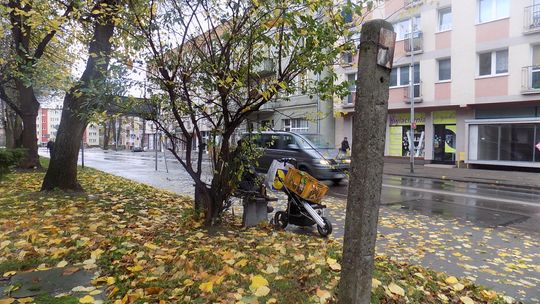 Krzak czeka na pielęgnację