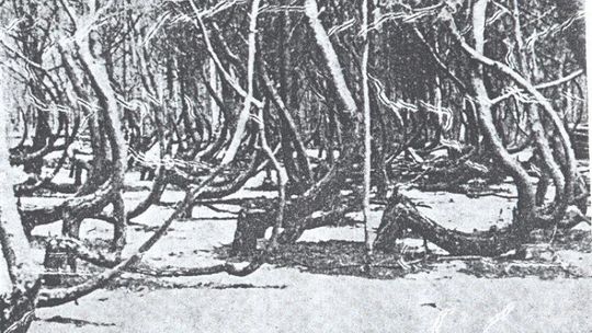 Krzywy Las koło Nowego Czarnowa w finale ogólnopolskiego konkursu  „Drzewo Roku 2016”