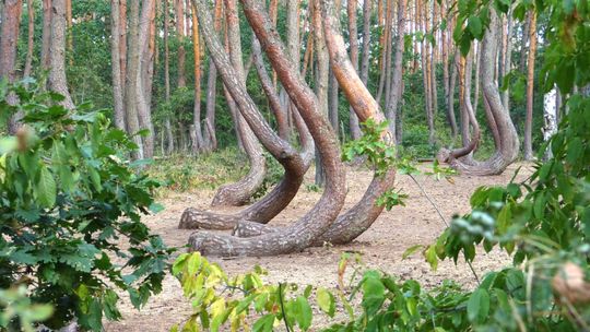 Krzywy Las pod opieką PGE