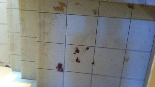 Kto ma sprzątać po kocie?