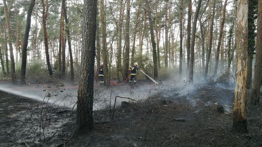 Kto podpala ściółkę w lesie?