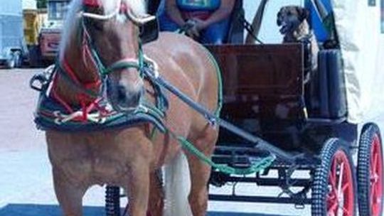 Kto pomoże podróżującej wozem konnym