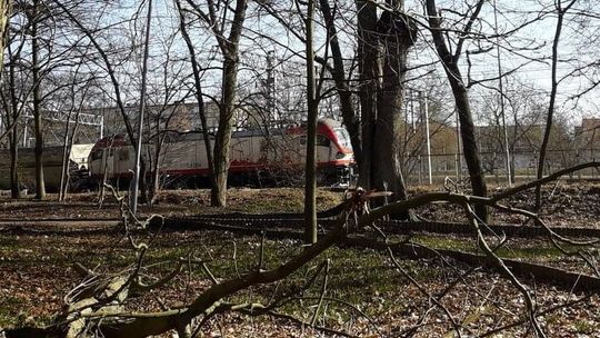 Kto posprząta w parku