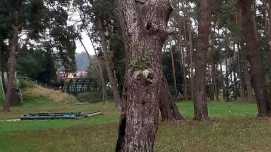 Kto truje drzewa w parku koło Laguny?