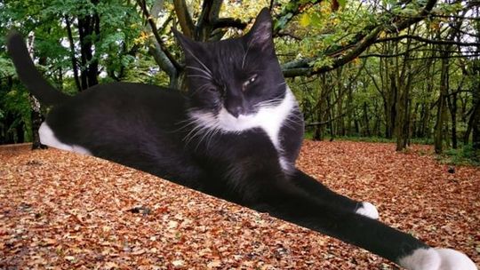 Kto widział tę skradzioną kotkę