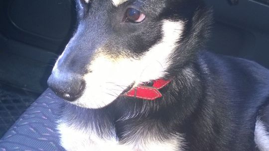 Kto widział tego psiaka?