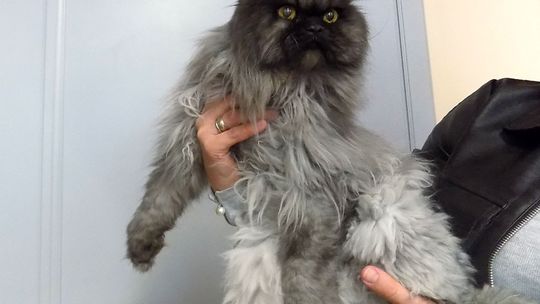 Kto zostawił przy rondzie dwa koty w transportówkach?!