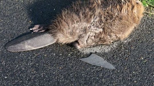 Ktoś potrącił zwierzę. To nie był dzik! Ktoś potrącił zwierzę. To nie był dzik!