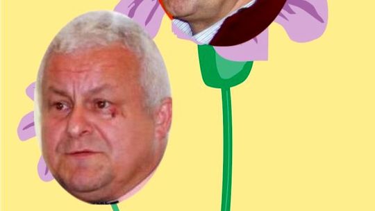 Kwiatki wyborcze - Mieszkowice