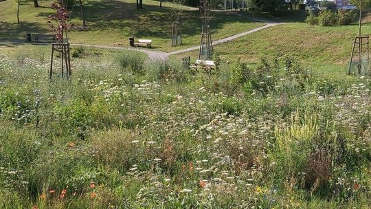 Kwietna łąka czy zarośnięta Opolanka?