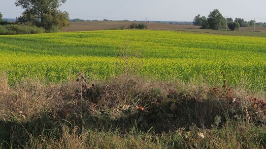 Kwitnie rzepak jesienią?