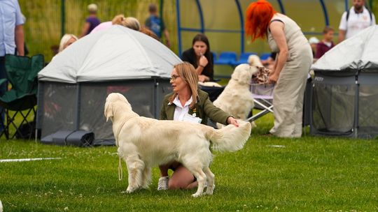 Łączy ich miłość do psów. Fotorelacja z pierwszego dnia Krajowej Wystawy Psów Rasowych