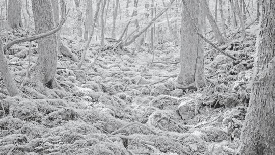 Las samobójców i nie tylko