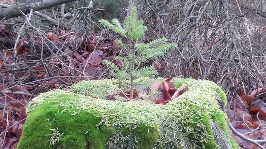 Las stroi się na święta