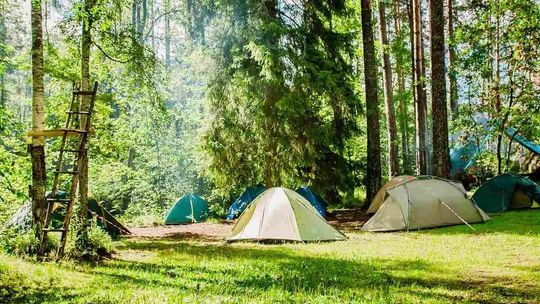 Zanocuj w lesie w 2026 r. Sprawdź aktualną mapę i zasady legalnego biwakowania w Lasach Państwowych