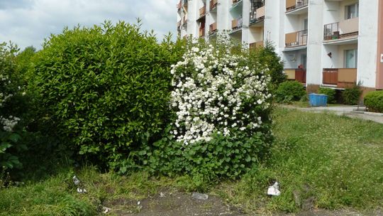 Ławki zniknęły, chwasty zostały