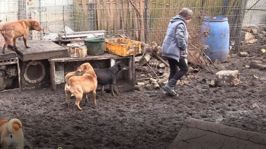 Lekarka Lidia P. na ławie oskarżonych. Zarzut: znęcanie się nad zwierzętami