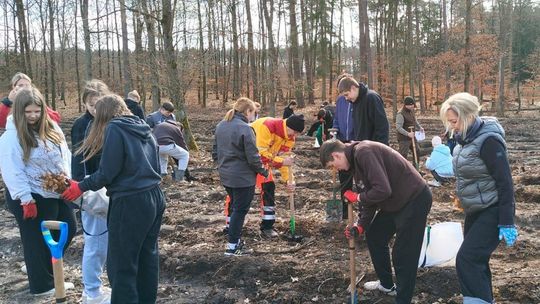 Leśna rewolucja na południu powiatu gryfińskiego. 4000 buków to dopiero pierwszy krok do wielkiej zmiany Leśna rewolucja na południu powiatu gryfińskiego. 4000 buków to dopiero pierwszy krok do wielkiej zmiany