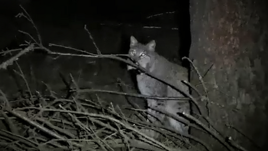 Leśne amory, czyli marcowanie rysiów